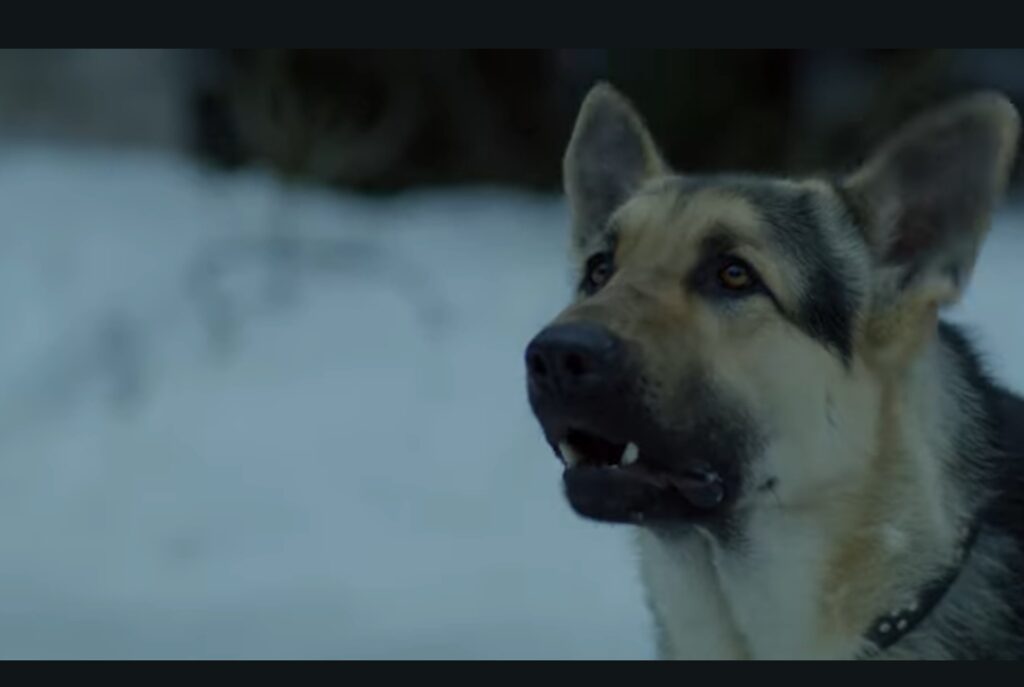 特雷佐原來是一隻探雷犬。牠救了誤入地雷區的男孩,也聞得出雪地下的蔬菜。